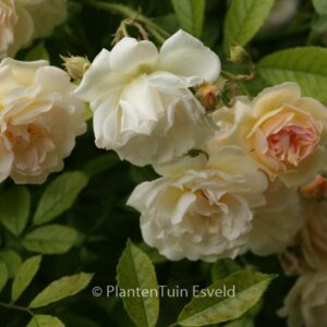 Rosa 'Ghislaine de Feligonde'