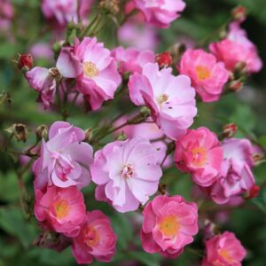 Rosa 'Interlav' (LAVENDER DREAM)