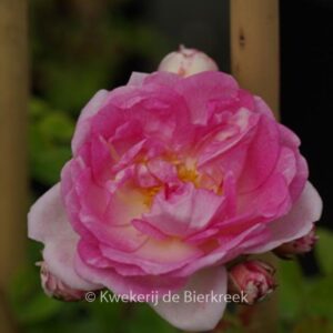 Rosa 'Jasmina'
