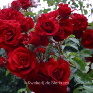 Rosa 'Korlabriax' (AMADEUS)