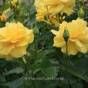 Rosa 'Korresia' (FRIESIA)