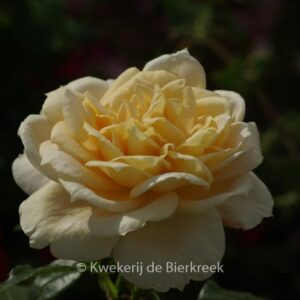 Rosa 'Korvanaber' (LION'S ROSE)