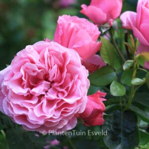 Rosa 'Meideauri' (LEONARDO DA VINCI)