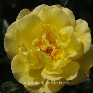 Rosa 'Moonlight' (Kordes)