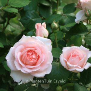 Rosa 'Poulsyng' (CLAIR RENAISSANCE)'