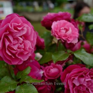 Rosa 'Rouge Meilove' (MONA LISA)