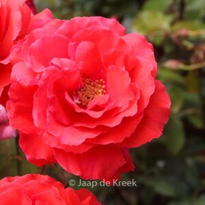 Rosa 'Tanellis' (DUFTWOLKE)