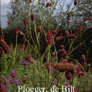 Sanguisorba tenuifolia 'Pink Elephant'