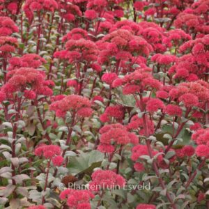 Sedum 'Red Cauli'