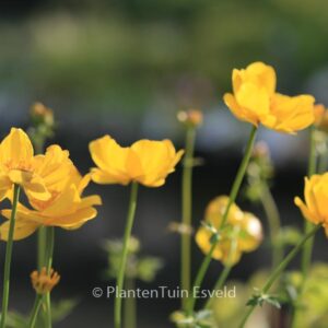 Trollius 'Lemon Queen'
