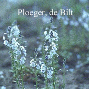 Veronica gentianoides 'Variegata'