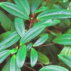 Viburnum davidii 'Angustifolium'