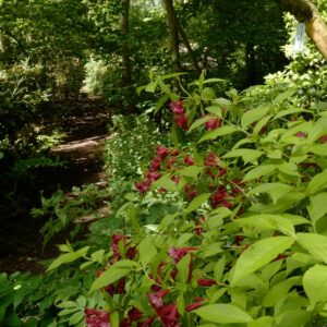 Weigela 'Briant Rubidor' (OLYMPIADE)