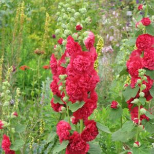 Alcea rosea 'Pleniflora' rood