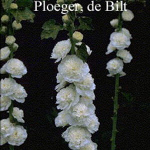 Alcea rosea 'Pleniflora' wit