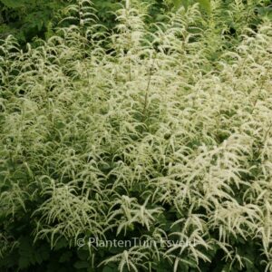Aruncus 'Misty Lace'