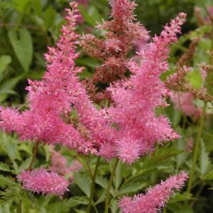 Astilbe 'Anita Pfeffer'