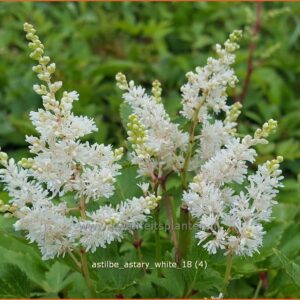 Astilbe 'Astary White'