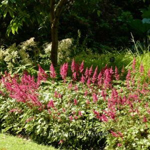 Astilbe 'Vesuvius'