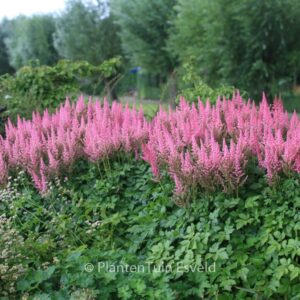 Astilbe chinensis 'Vision in Pink'