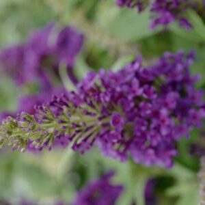 Buddleja davidii 'Little Purple' (BUTTERFLY CANDY)