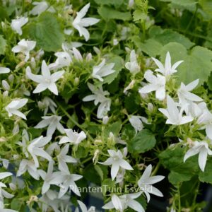 Campanula poscharskyana 'Silberregen'