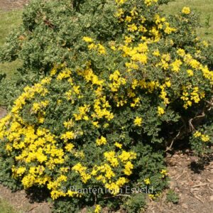Coronilla valentina ssp. glauca