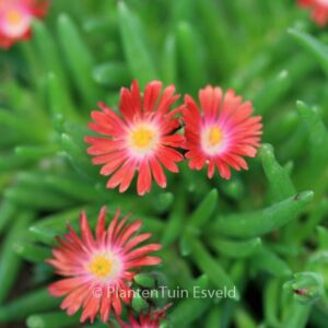 Delosperma cooperi 'Jewel of Desert Garnet'