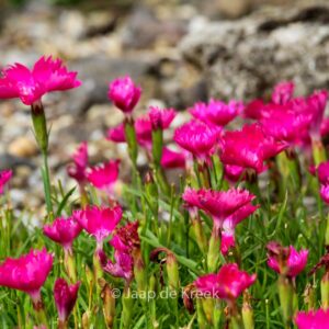 Dianthus superbus 'Kahori Pink'