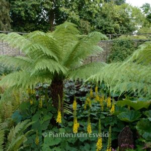Dicksonia antarctica