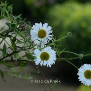 Erigeron karvinskianus 'Profusion'