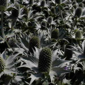 Eryngium giganteum