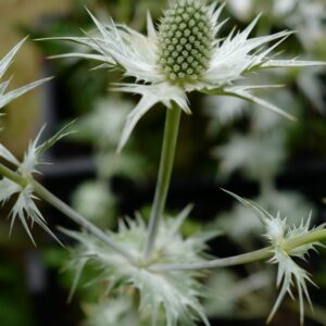 Eryngium giganteum 'Silver Ghost'
