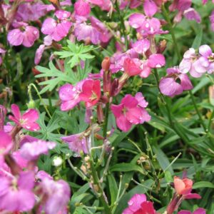 Erysimum 'Constant Cheer'