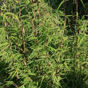 Fargesia nitida 'Shadow Light'