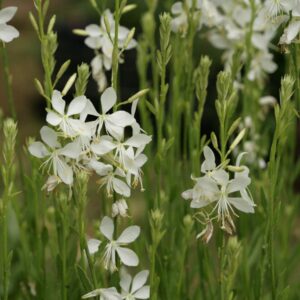 Gaura lindheimeri 'Snowbird'