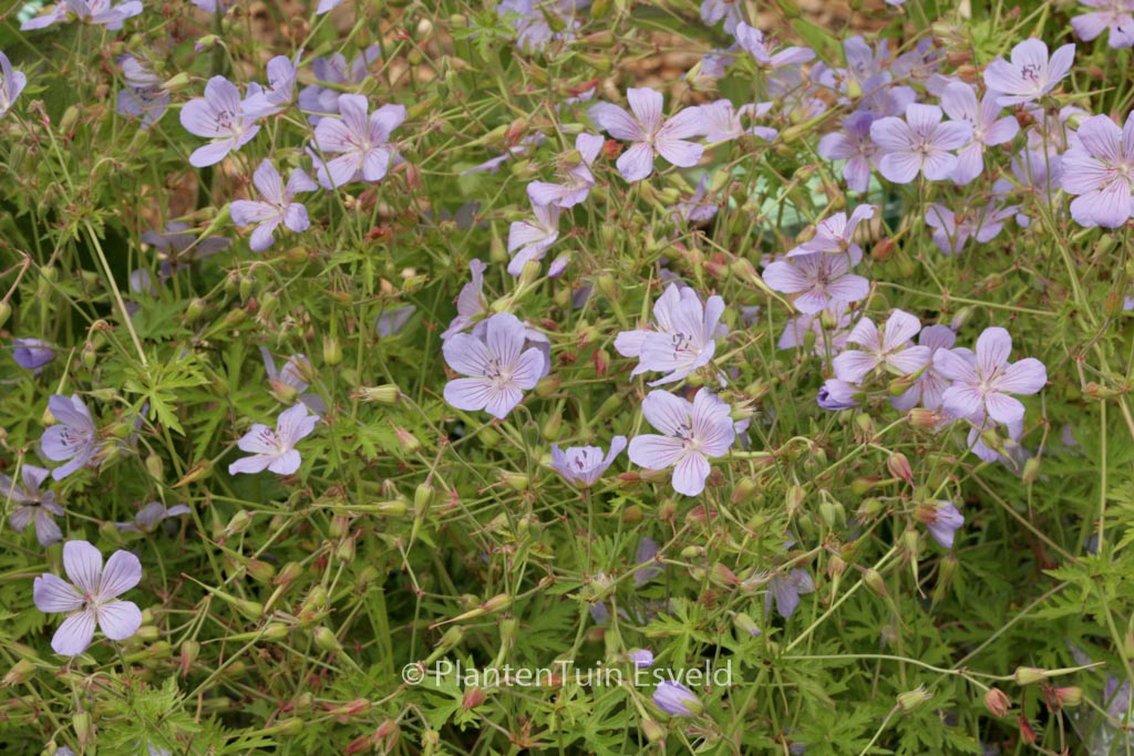 Geranium 'Blue Cloud'