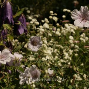 Geranium himalayense 'Derrick Cook'
