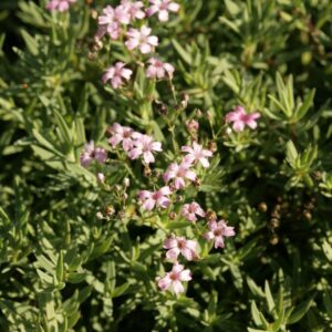Gypsophila repens 'Rosea'