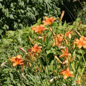Hemerocallis fulva