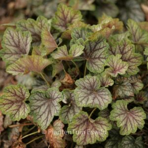 Heuchera 'Green Spice'