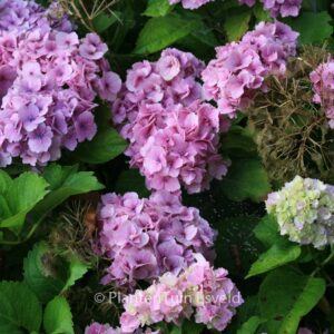 Hydrangea macrophylla 'Amethyst'