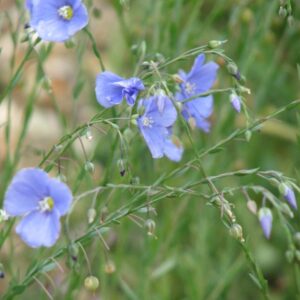 Linum perenne 'Saphir'