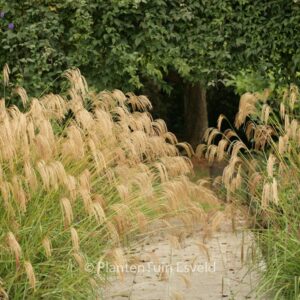 Miscanthus nepalensis