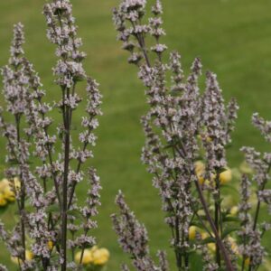 Nepeta nuda 'Purple Cat'
