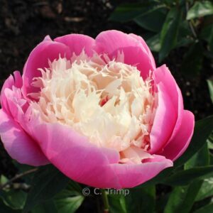 Paeonia 'Bowl of Beauty'