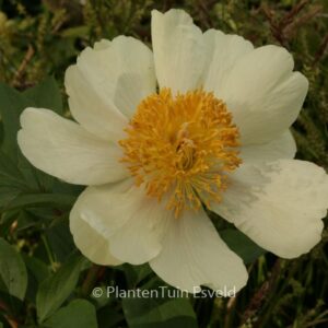 Paeonia 'Claire de Lune'