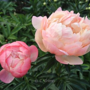 Paeonia 'Coral Charm'