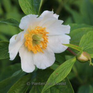 Paeonia 'Late Windflower'