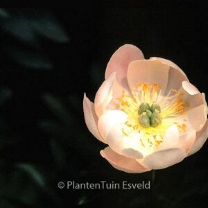 Paeonia 'Soft Salmon Saucer'